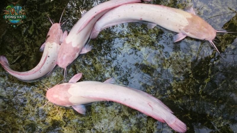 Cá trê trắng (Clarias batrachus)