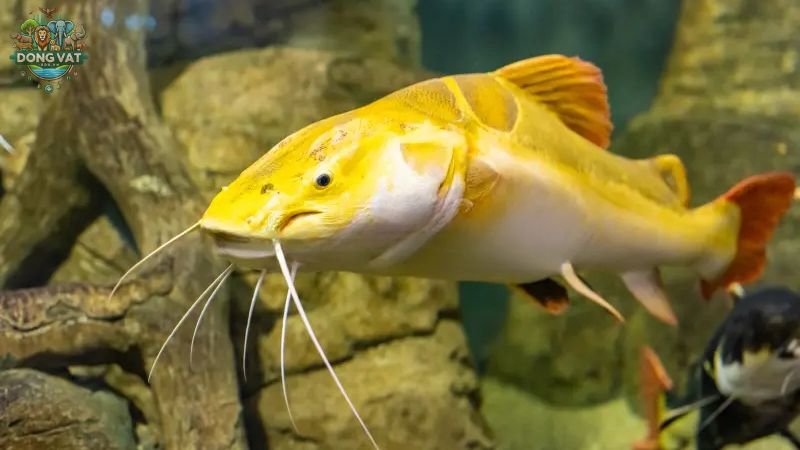 Cá trê vàng (Clarias macrocephalus)