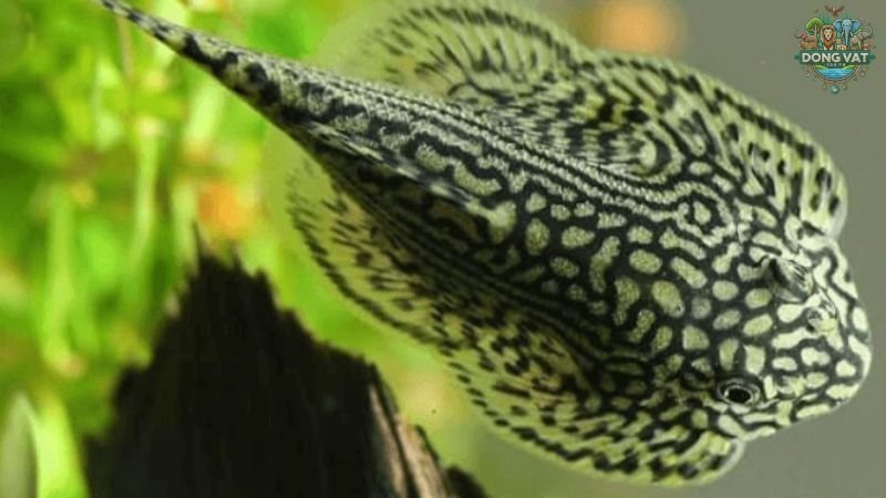 Cá tỳ bà (Hypostomus Plecostomus)