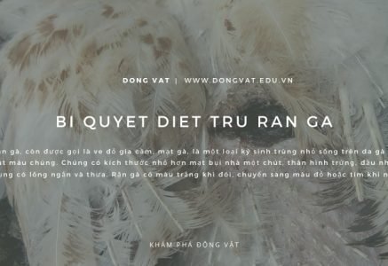 Cứu lấy đàn gà của bạn: Bí quyết diệt trừ rận gà hiệu quả nhất