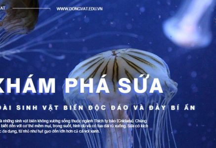 Khám phá sứa: Loài sinh vật biển độc đáo và đầy bí ẩn