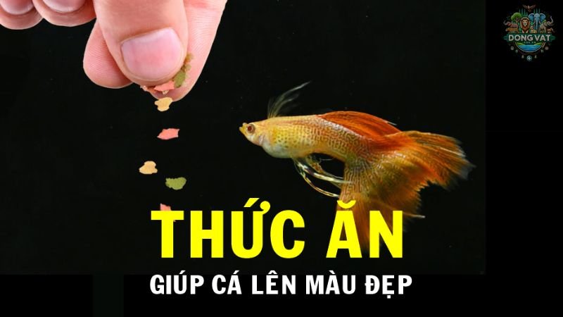 Thức ăn cho cá bảy màu 