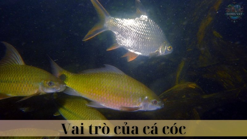 Cá cóc 04