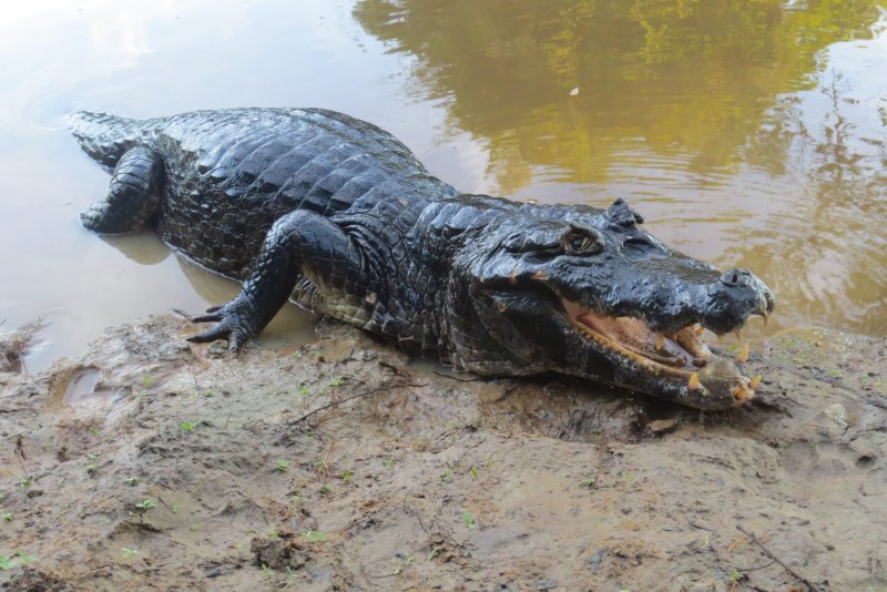 Nguồn gốc của cá sấu Caiman