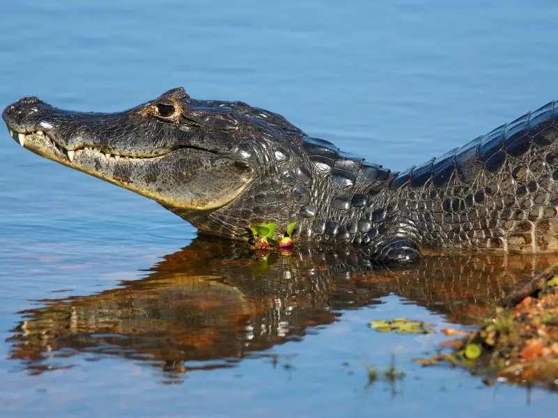 Tuổi thọ của Caiman