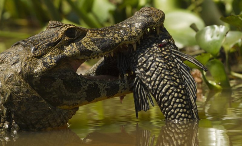 Thói quen ăn uống của cá sấu Caiman