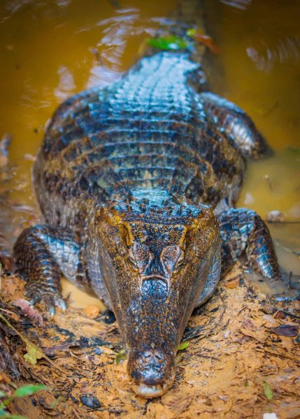 Một số hình ảnh đẹp về cá sấu Caiman5