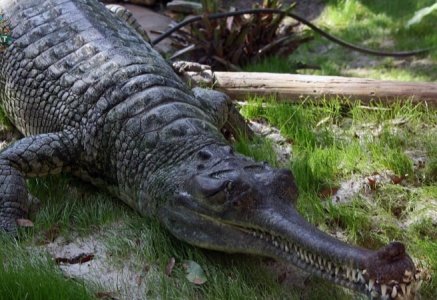 Cá sấu Gharial –  Loài bò sát quý hiếm với chiếc mõm dài độc đáo