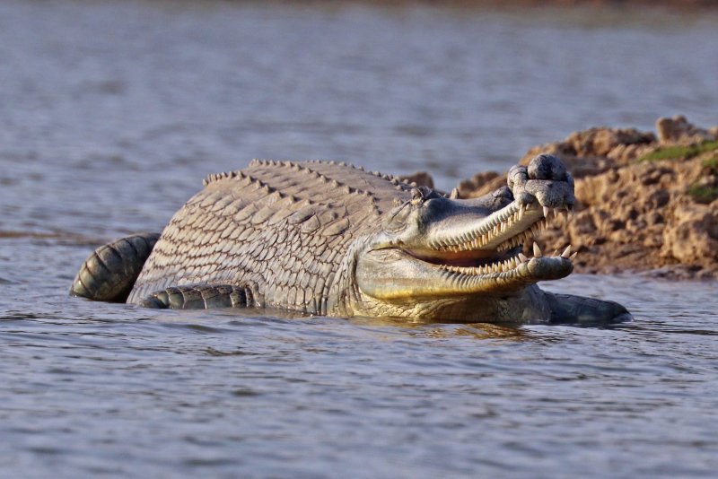 Phân bố và môi trường sống của cá sấu Gharial