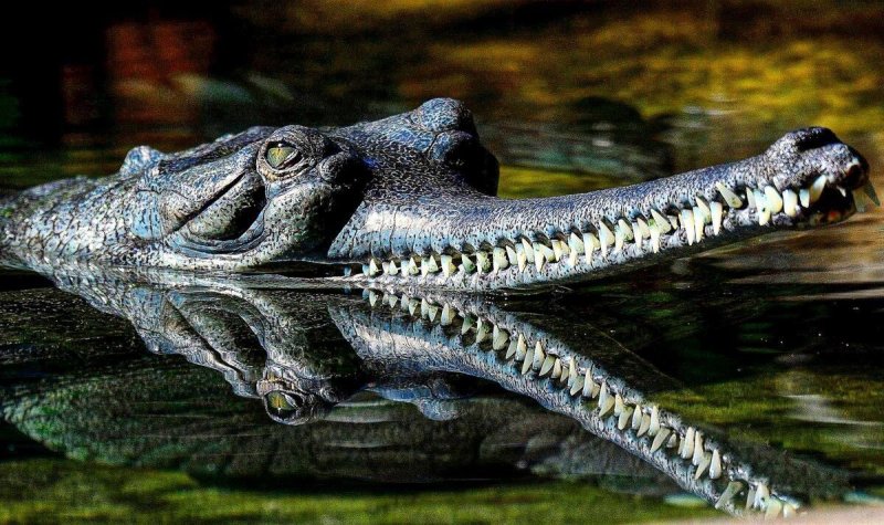 Những hình ảnh đẹp về cá sấu Gharial6