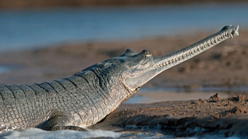 Những hình ảnh đẹp về cá sấu Gharial7