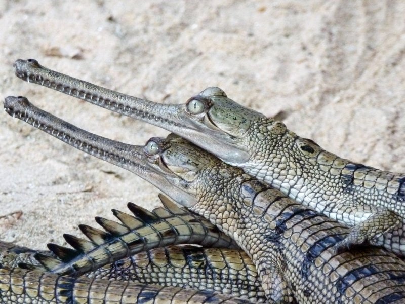 Những hình ảnh đẹp về cá sấu Gharial9