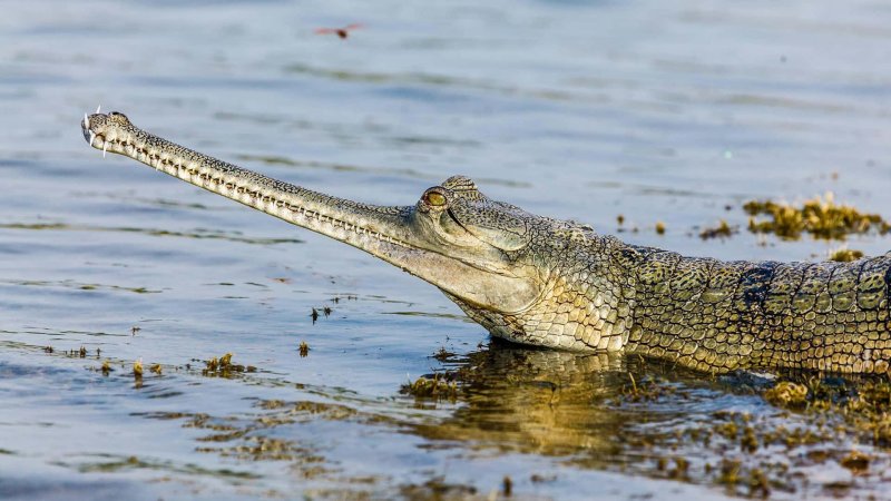 Những hình ảnh đẹp về cá sấu Gharial10