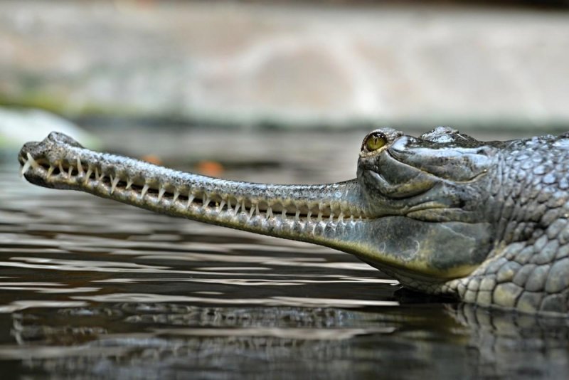 Những hình ảnh đẹp về cá sấu Gharial11