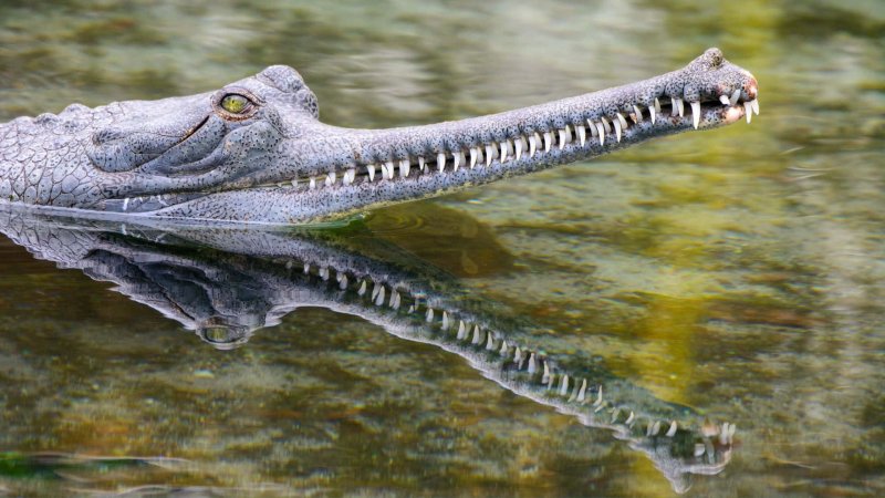 Những hình ảnh đẹp về cá sấu Gharial12