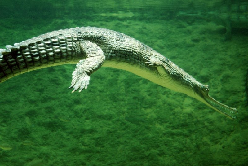 Những hình ảnh đẹp về cá sấu Gharial13