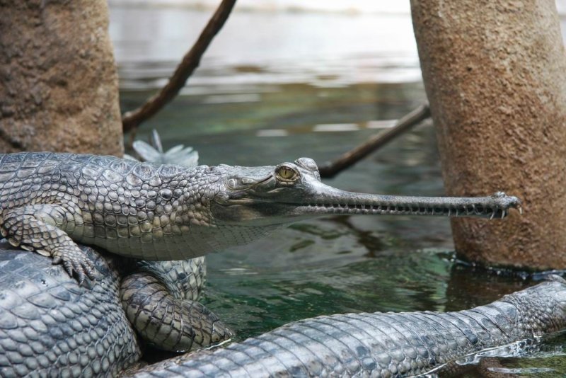 Những hình ảnh đẹp về cá sấu Gharial15