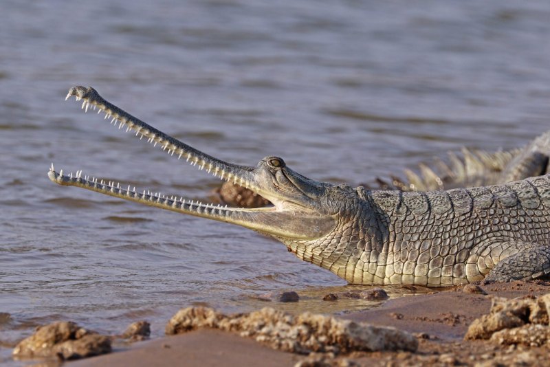 Phát triển của cá sấu Gharial