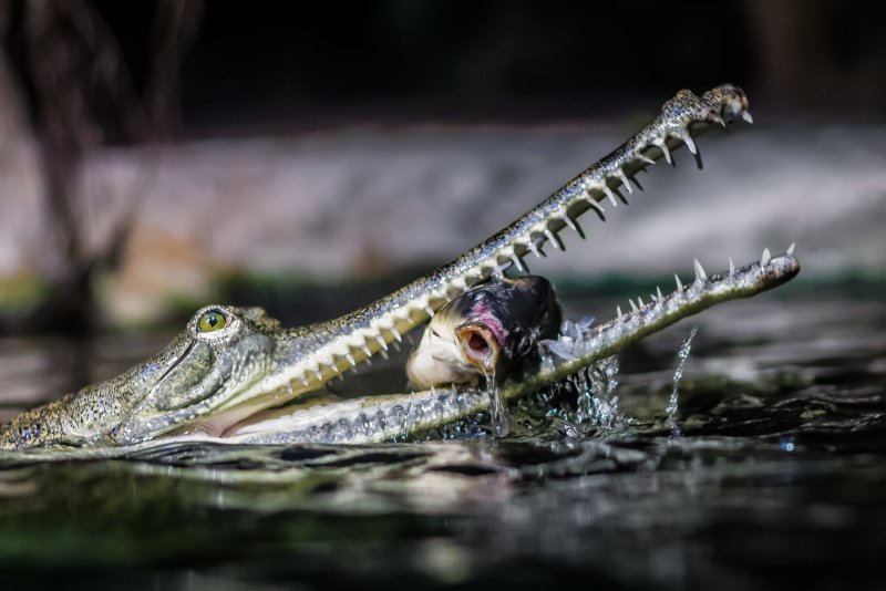 Hành vi và sinh thái của cá sấu Gharial