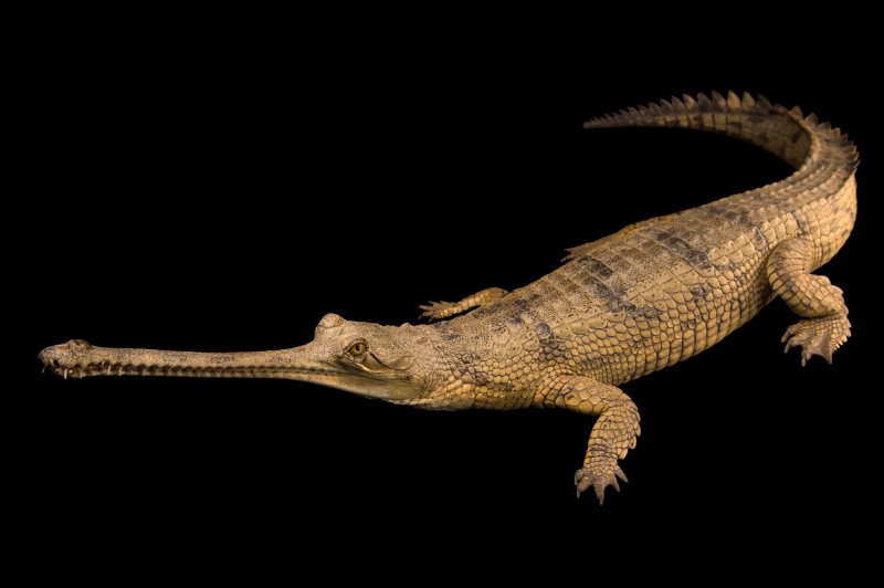 Tổng quan về cá sấu Gharial