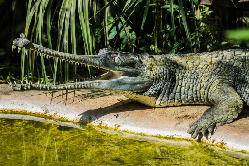 Đặc điểm của cá sấu Gharial