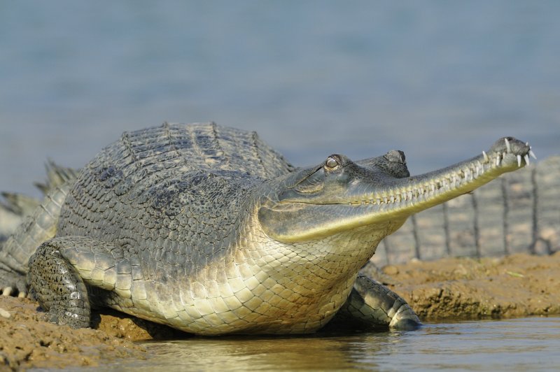 Những hình ảnh đẹp về cá sấu Gharial1