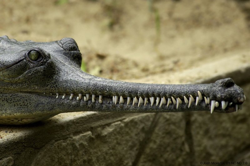 Những hình ảnh đẹp về cá sấu Gharial14