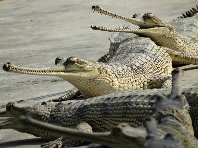 Sinh sản của cá sấu Gharial