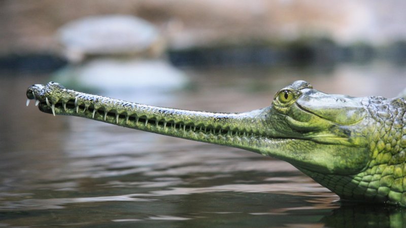 Những hình ảnh đẹp về cá sấu Gharial1