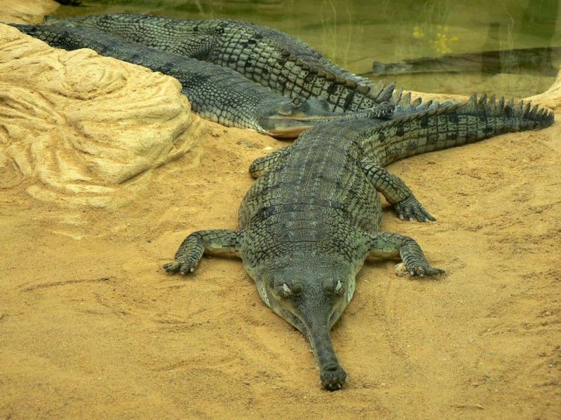 Những hình ảnh đẹp về cá sấu Gharial3