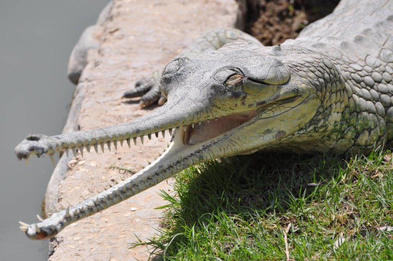 Những hình ảnh đẹp về cá sấu Gharial4