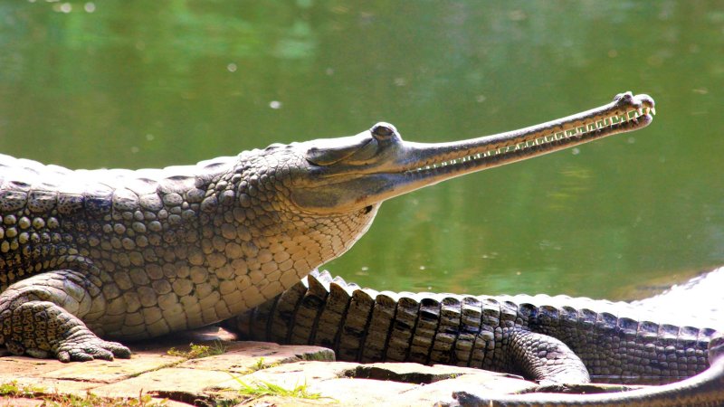 Những hình ảnh đẹp về cá sấu Gharial5