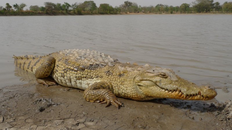 Đặc điểm và sinh lý của cá sấu sông Nile