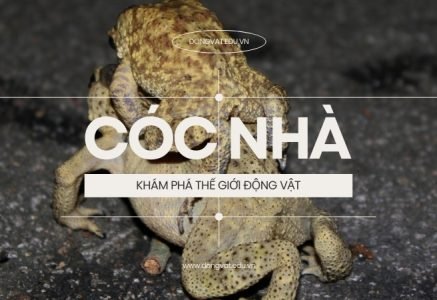 Cóc nhà – Đặc điểm, tập tính và vai trò trong hệ sinh thái