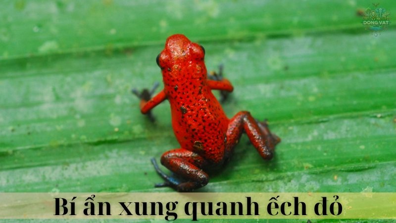 Ếch đỏ 06