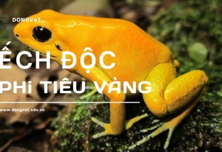 Ếch độc phi tiêu vàng – Vẻ đẹp mê hoặc ẩn chứa độc tố chết người