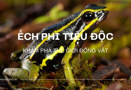 Ếch phi tiêu độc: Đặc điểm, tập tính và cách phòng ngừa hiệu quả