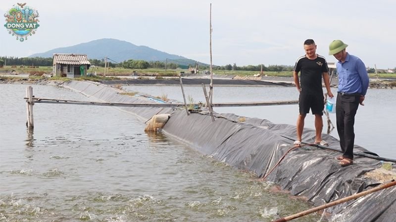 Hướng dẫn kỹ thuật nuôi cá chim trắng