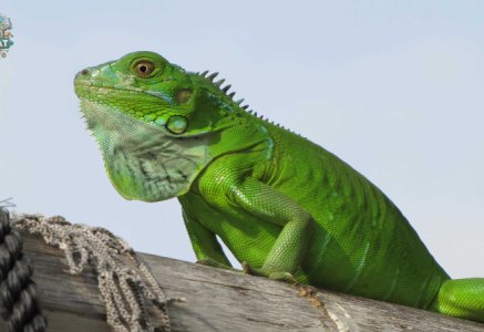 Iguana Xanh – Khám phá thế giới của loài kỳ nhông độc đáo