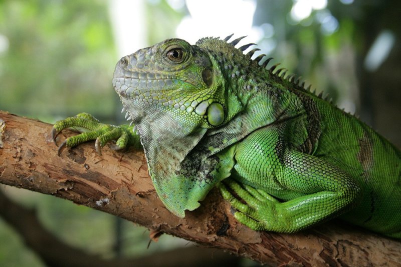 Thói quen và lối sống của Iguana xanh