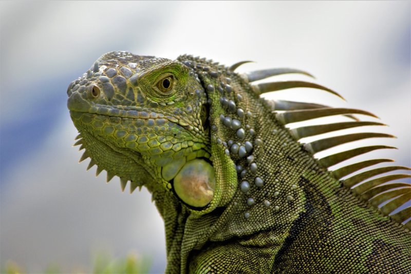 Hình ảnh đẹp về Iguana xanh 8