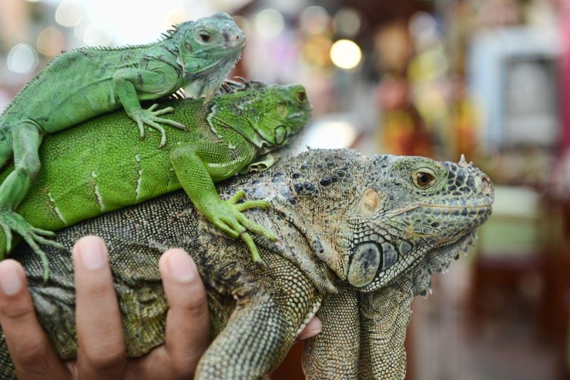 Hình ảnh đẹp về Iguana xanh 7