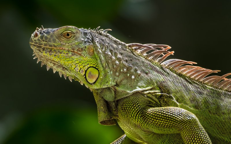 Hình ảnh đẹp về Iguana xanh 5