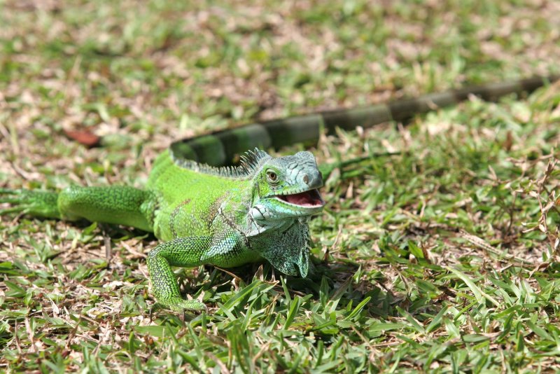 Hình ảnh đẹp về Iguana xanh 4