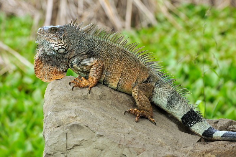 Hình ảnh đẹp về Iguana xanh 2