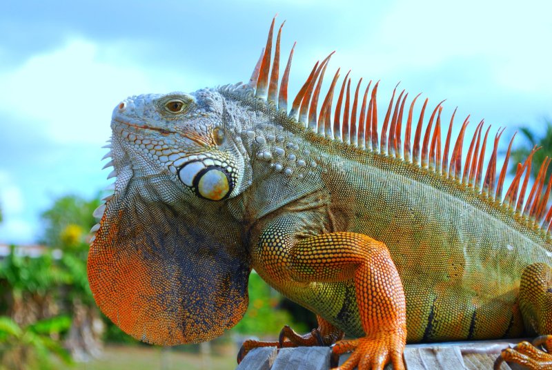 Chi tiết về Iguana xanh ( Kỳ nhông xanh )1