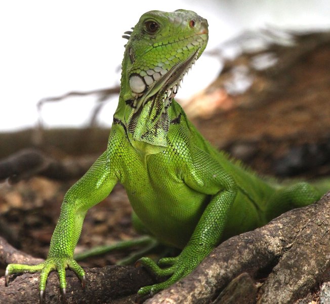 Hành vi của Iguana xanh