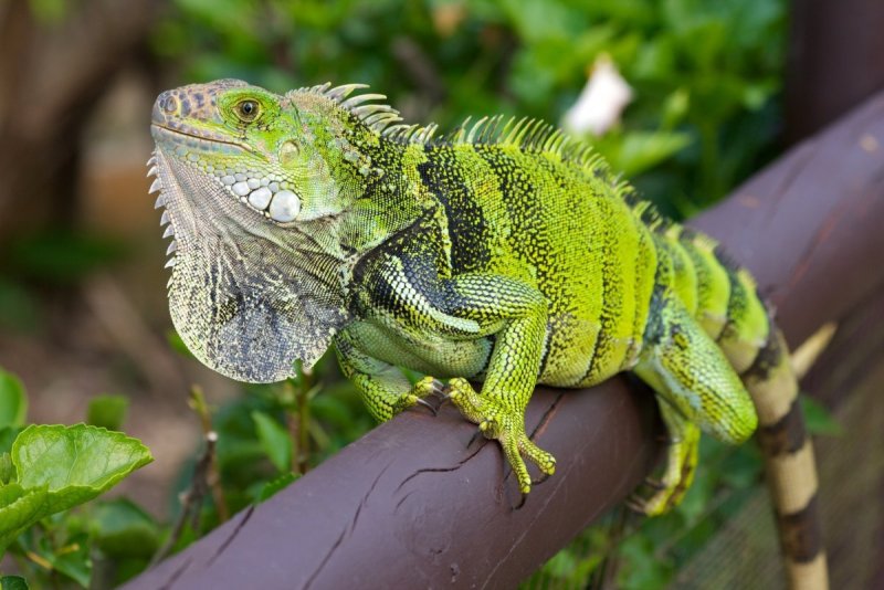 Hướng dẫn nuôi Iguana xanh