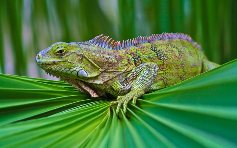 Hình ảnh đẹp về Iguana xanh 13