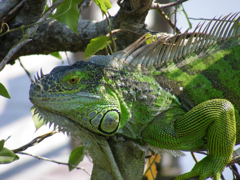 Hình ảnh đẹp về Iguana xanh 12